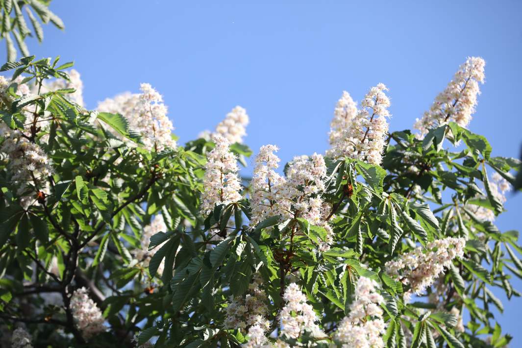 Цветение каштана 