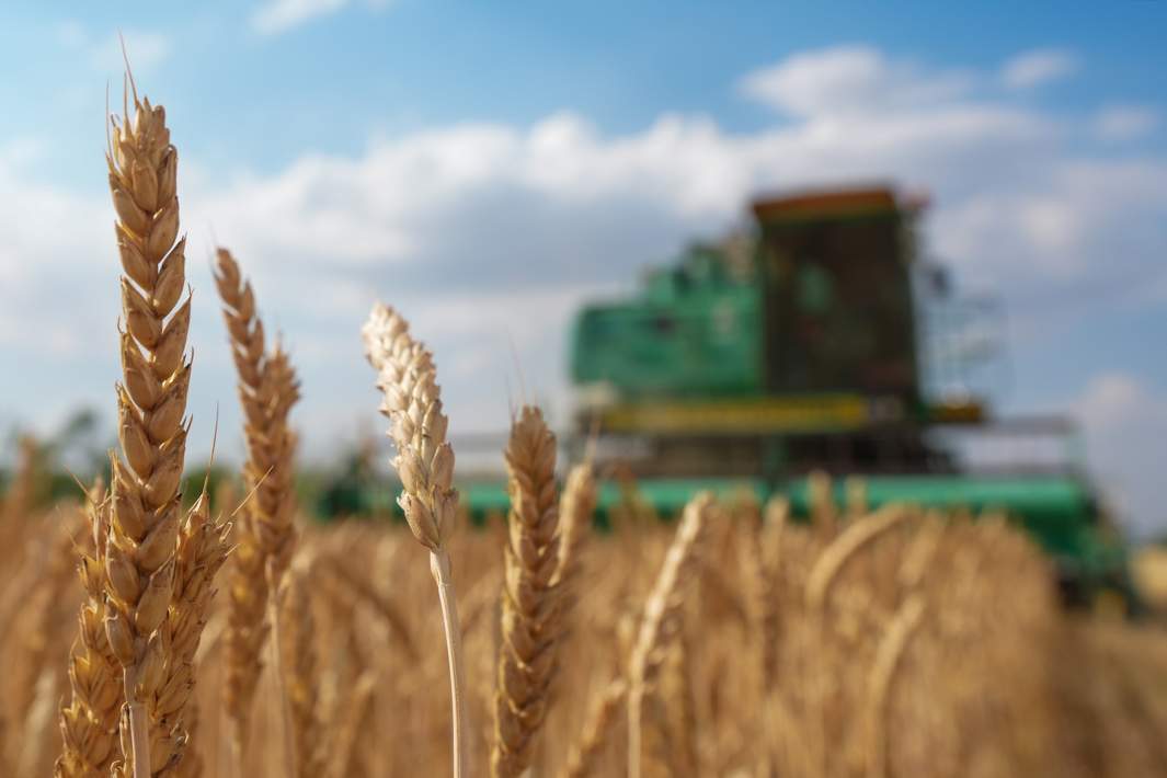 Пшеница