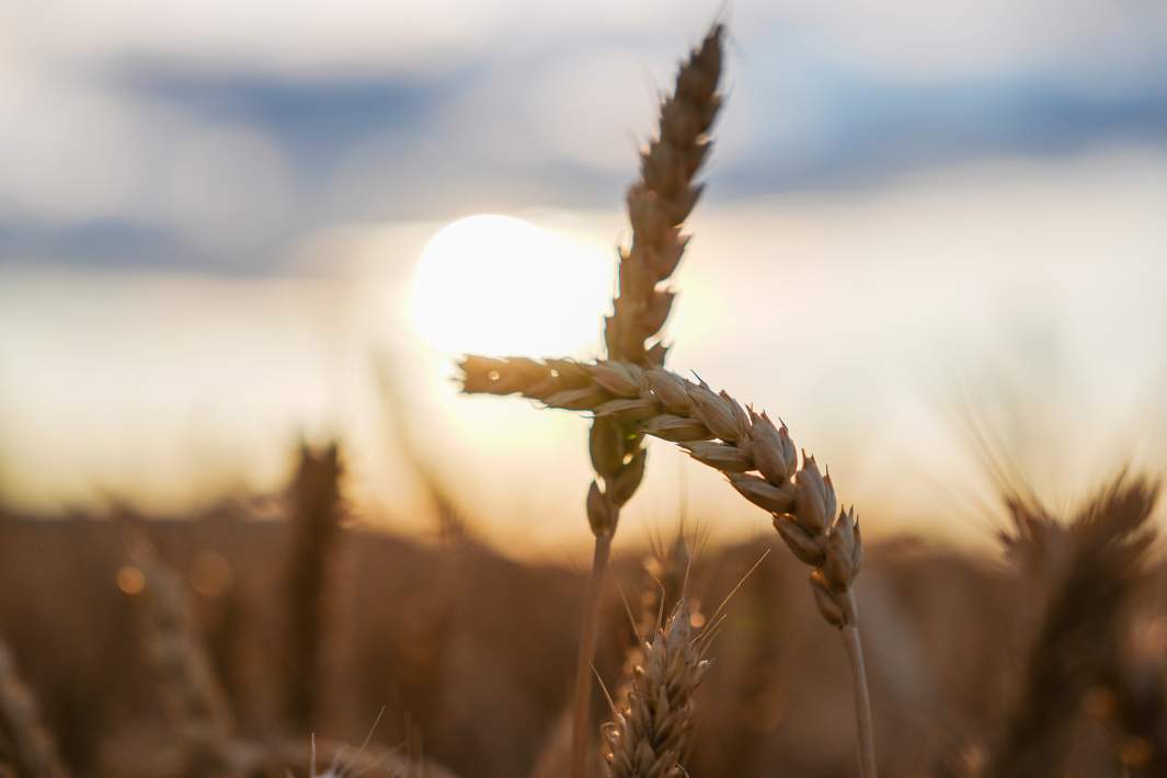 пшеница