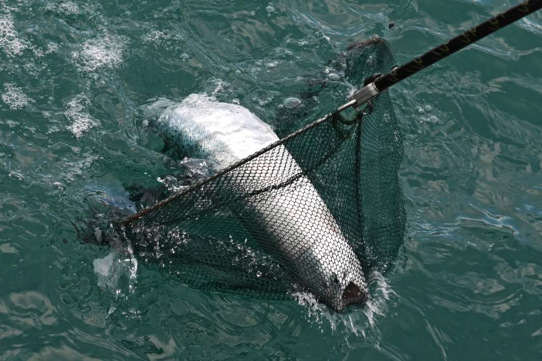 Ловля форели 