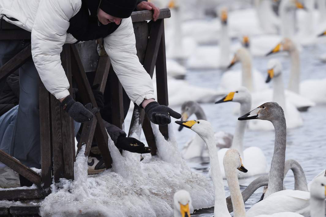 Туристы кормят лебедей 