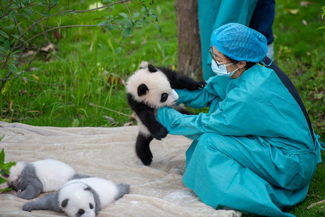Детеныши большой панды в Центре разведения панд в китайском Чэнду