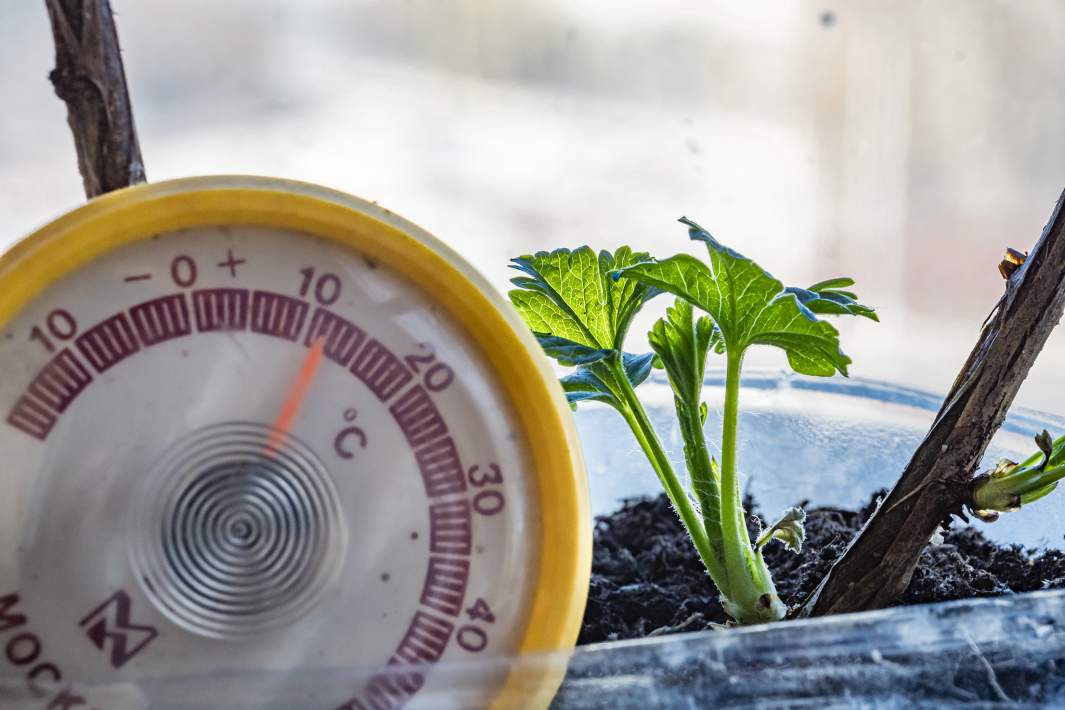 Рассада на подоконнике 