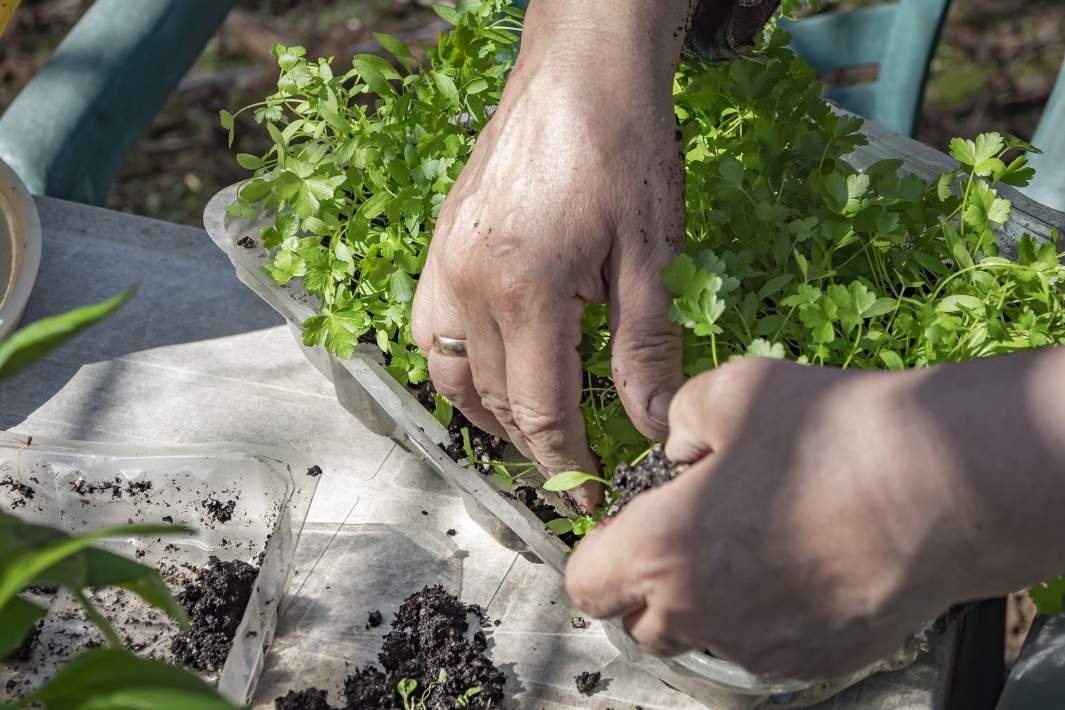 Женщина сажает рассаду 
