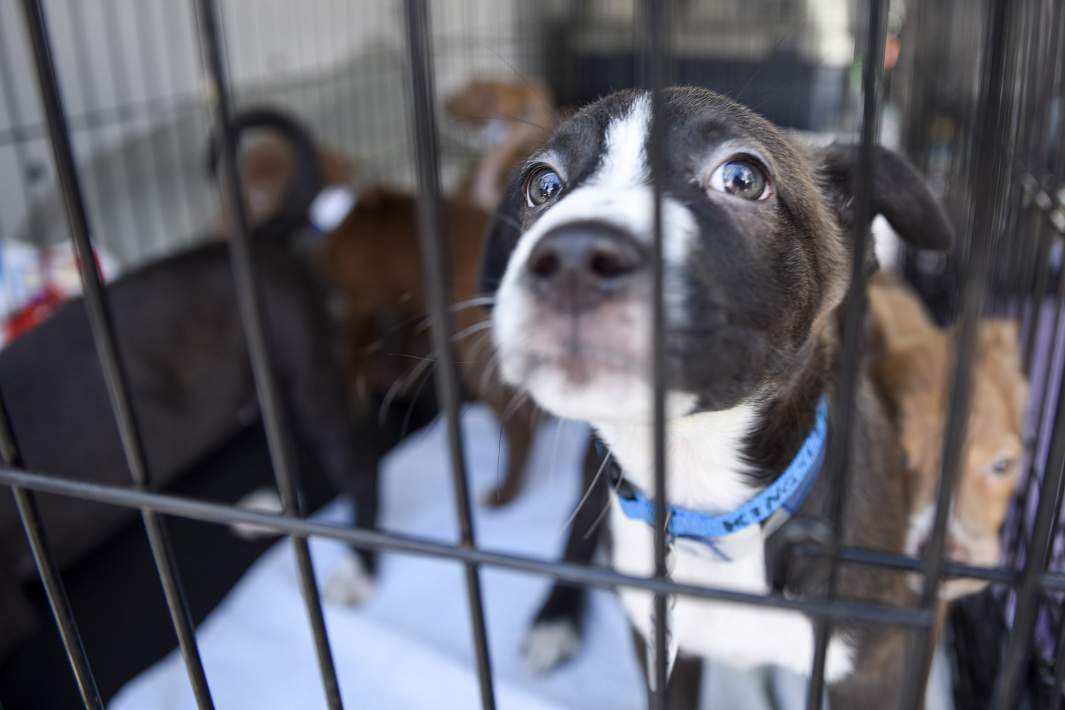 Собака в переноске