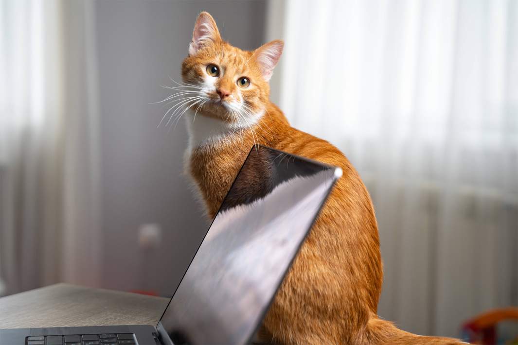 самозанятость