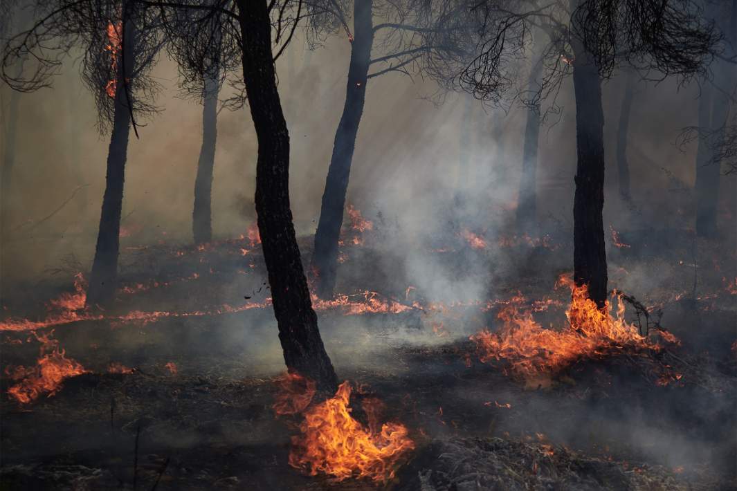 лесной пожар