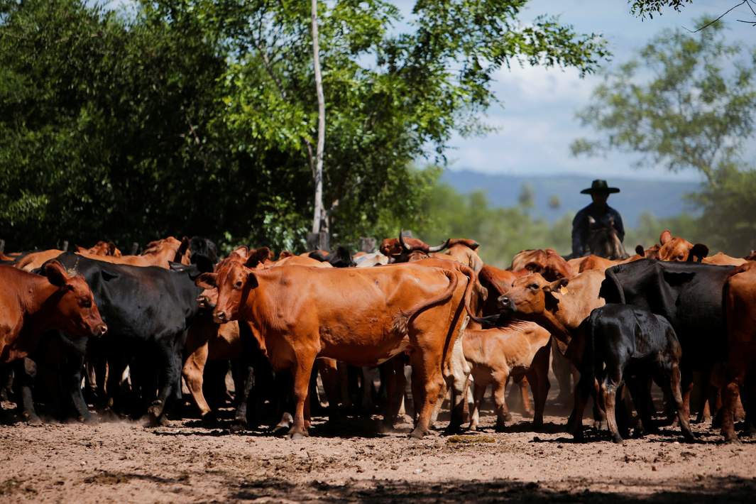 Стадо коров 