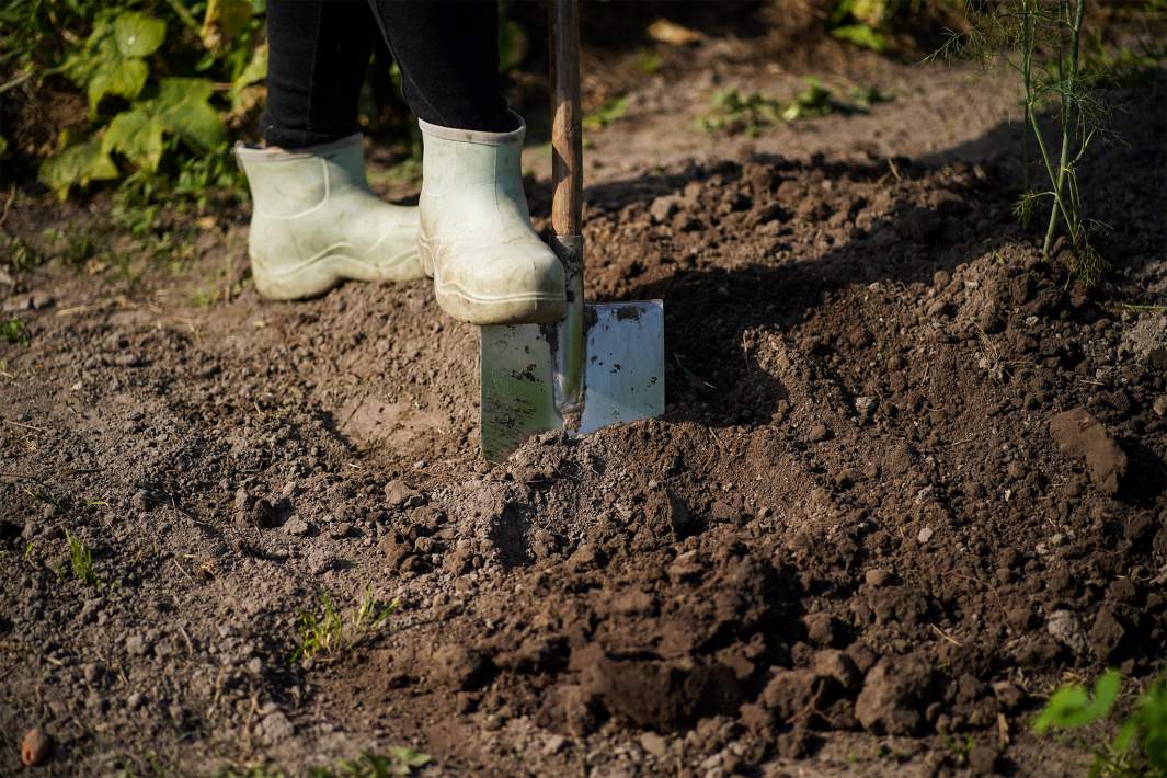садоводство