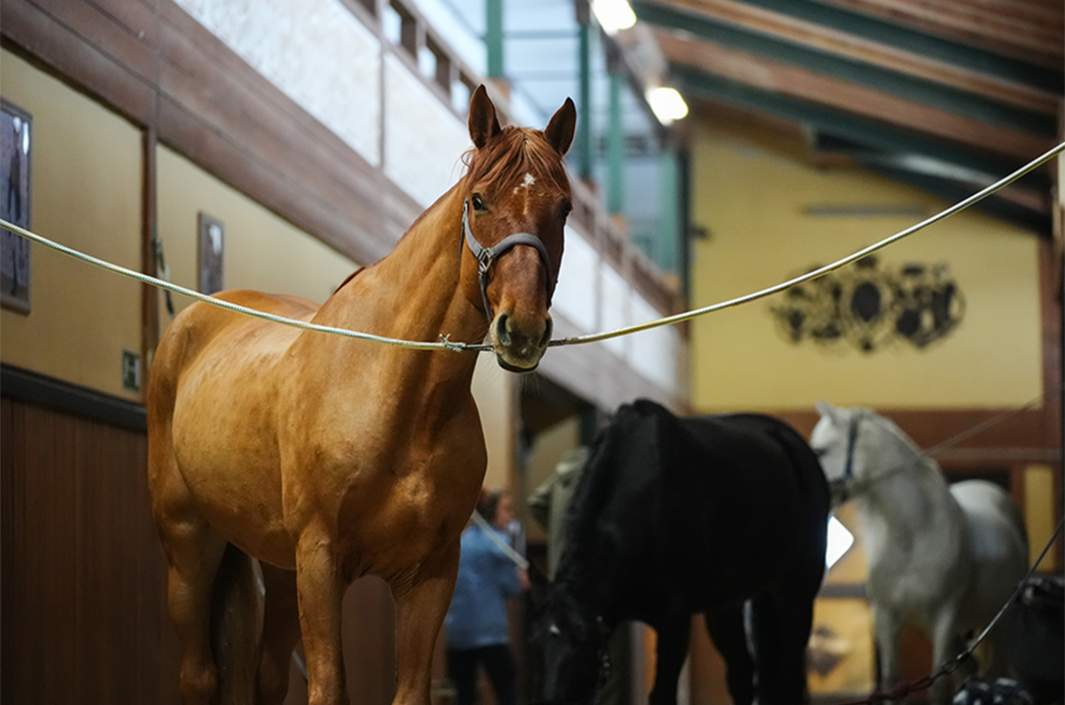 лошадь в конюшне