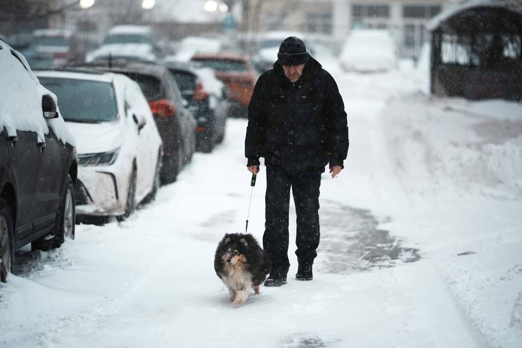 собака и дедушка