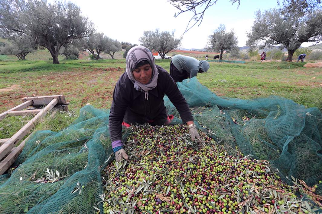 Сбор урожая оливок в Тунисе