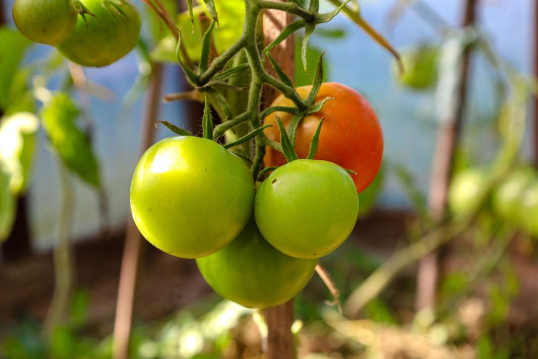 помидоры в теплице