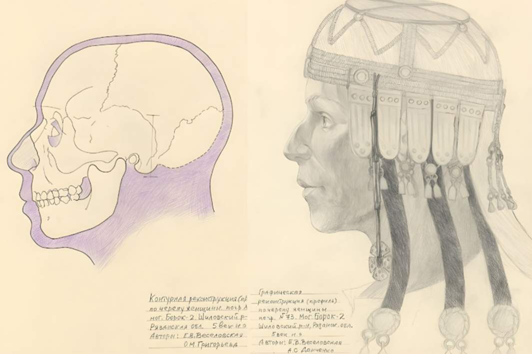  Графическая реконструкция по черепу женщины из могильника Борок 2, Профиль