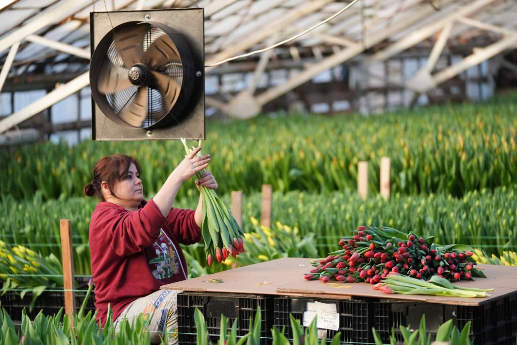 Тепличное хозяйство