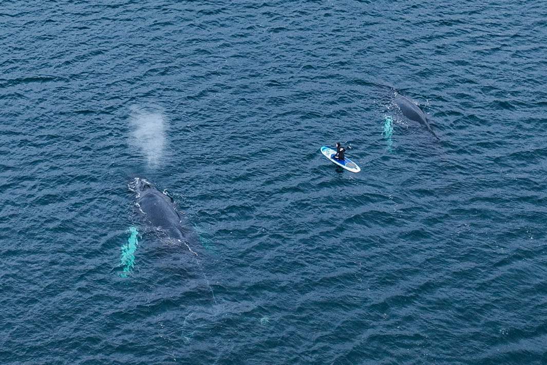 Горбатые киты у побережья Баренцева моря
