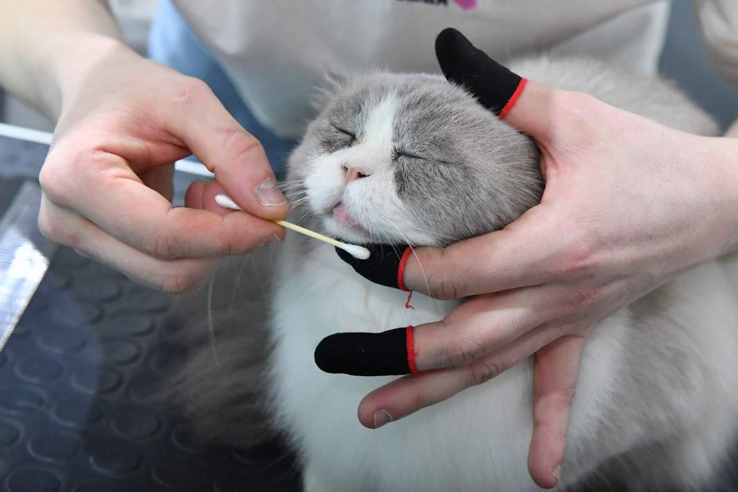 Груминг кота 