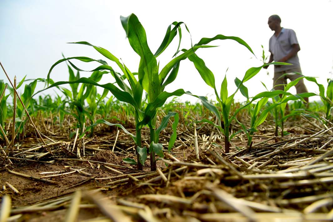 Кукурузное поле 