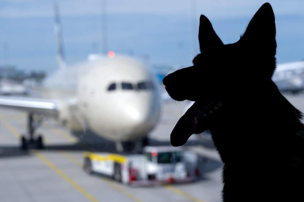 собака самолет