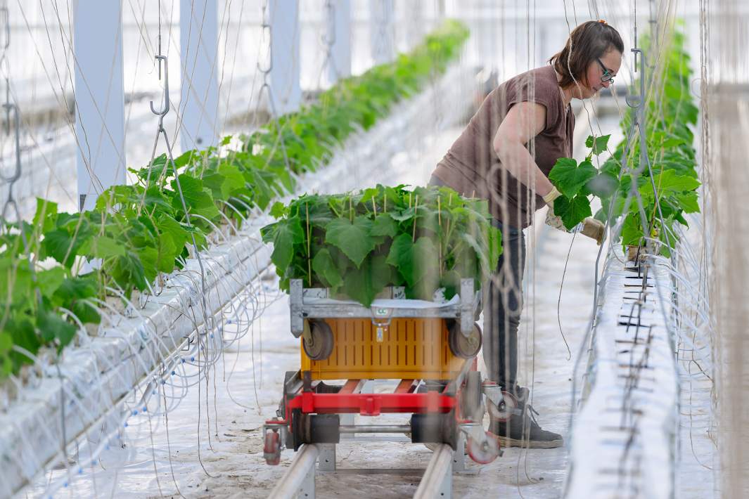 Рассада в теплице 