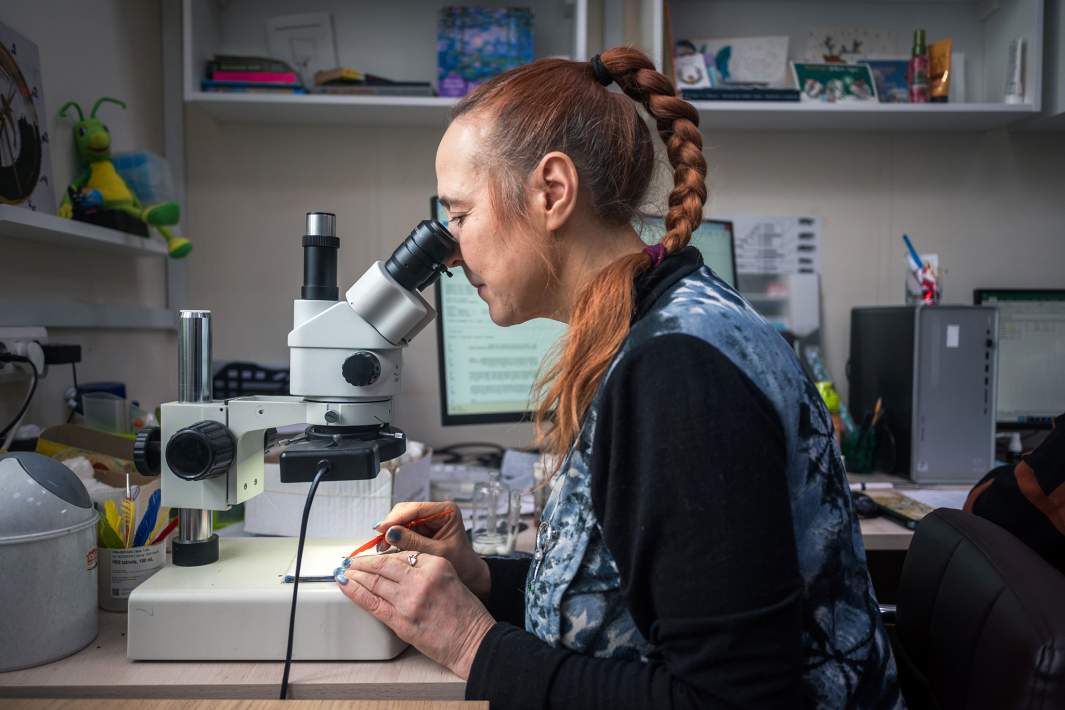 Процесс отбора Drosophila virilis для научных исследований. Снимок сделан во время работы научного сотрудника Дины Куликовой