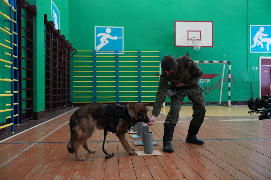 Собака
