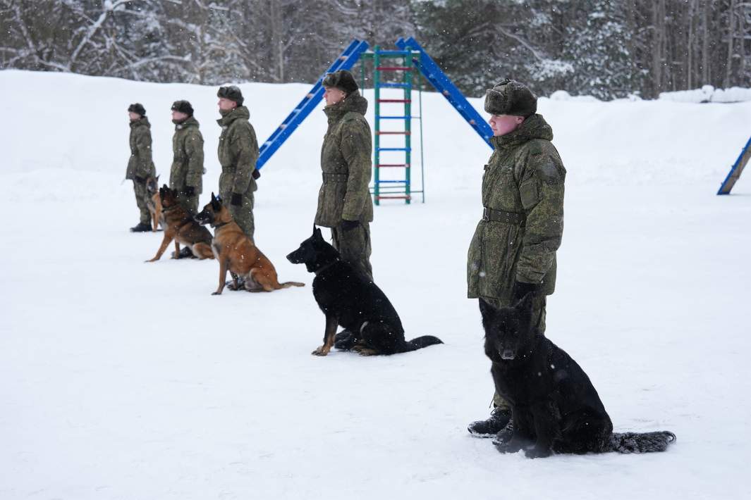 Собаки