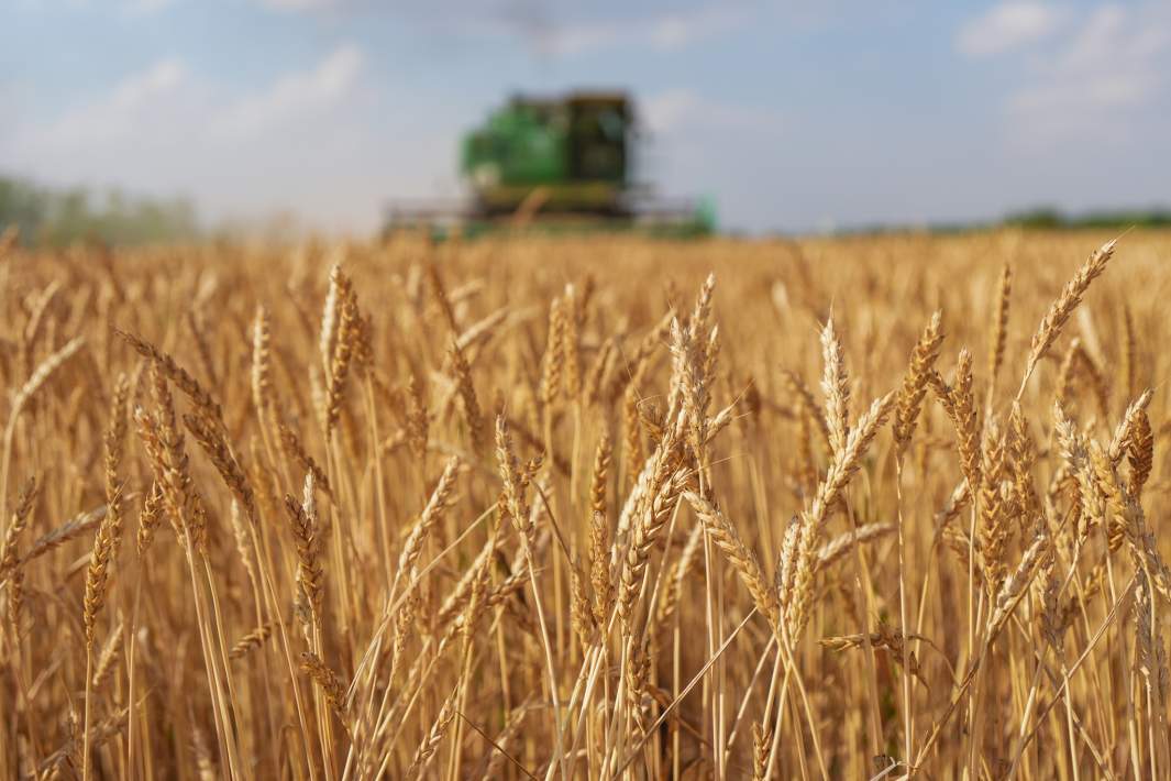 пшеница