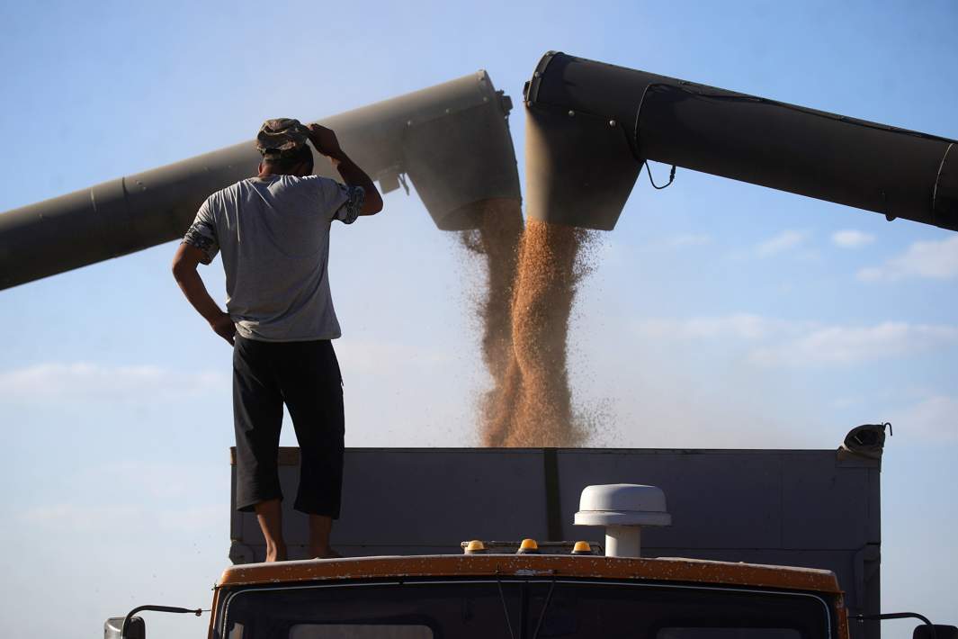 Сбор урожая пшеницы 