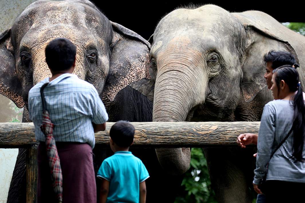 Слоны в зоопарке Янгона