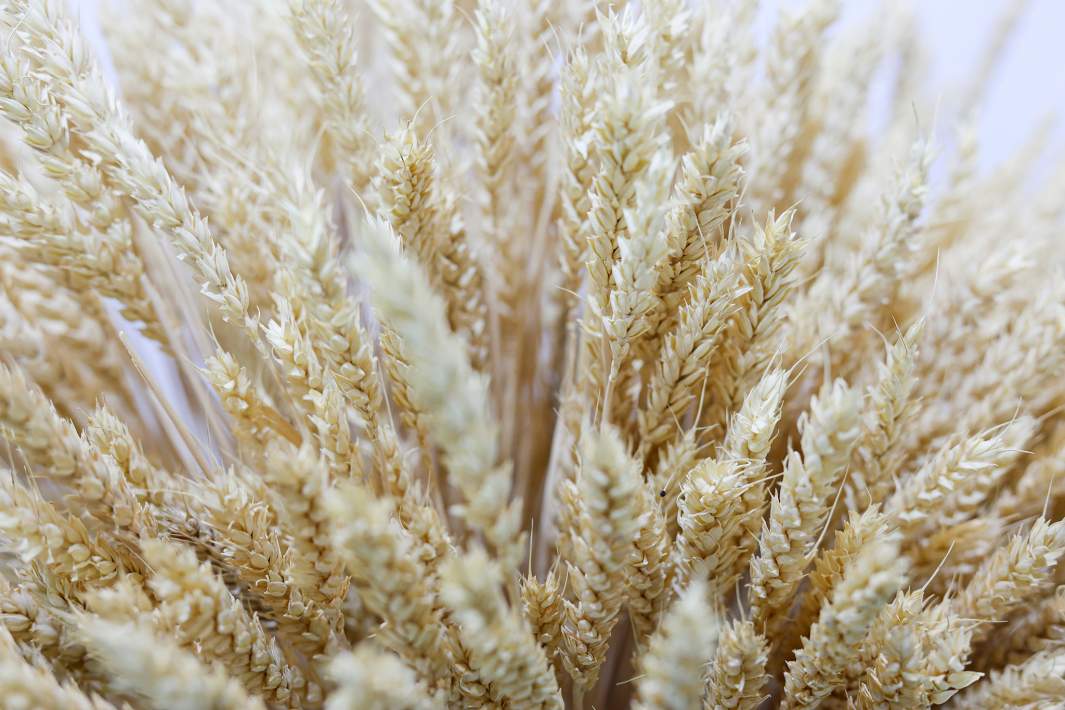 Пшеница 