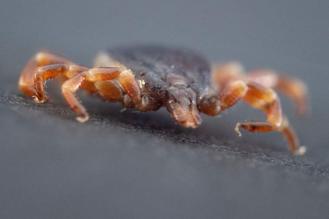 Клещ Hyalomma (Хиаломма)