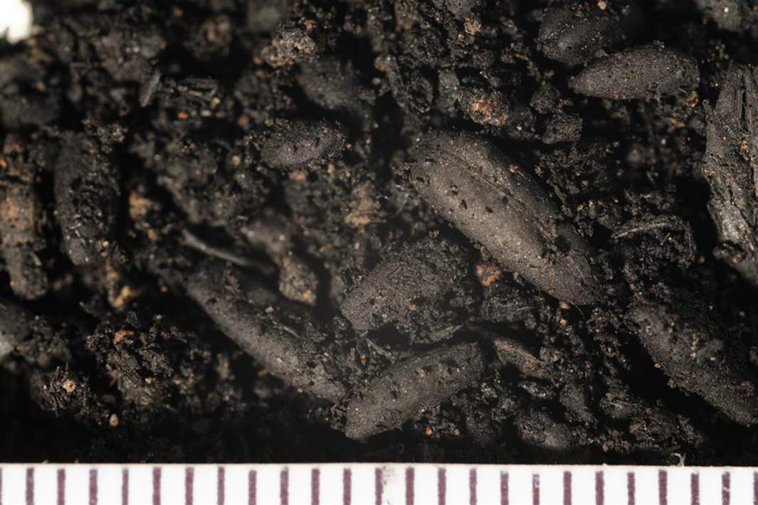 Троице-Сергиева лавра. Зерно из раскопок на территории Житного двора, сгоревшее в пожаре начала XVIII века