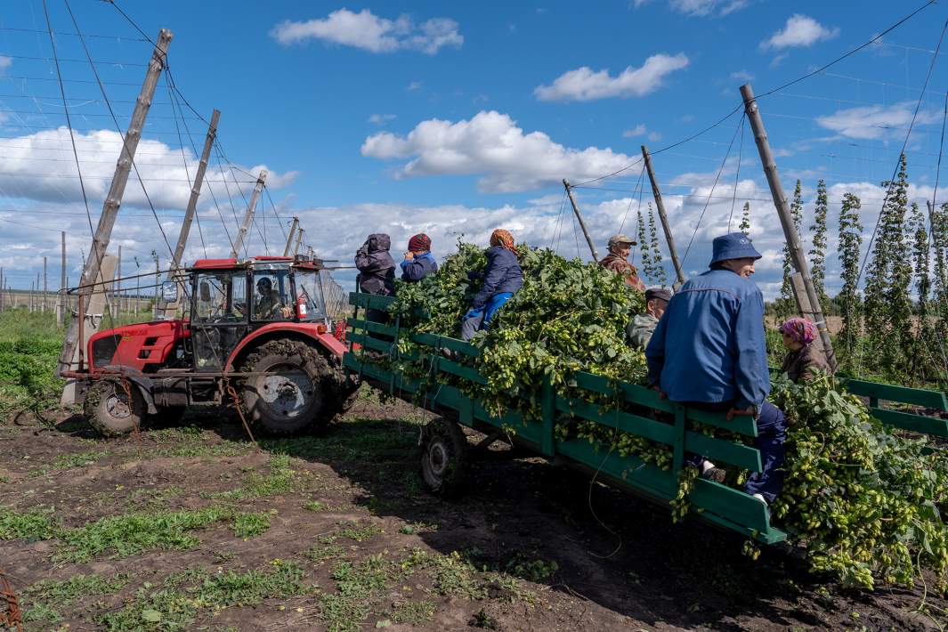 Сбор урожая хмеля 