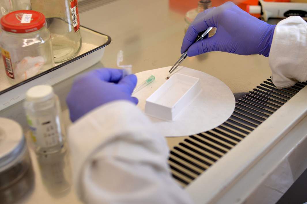 Подготовка клещей для анализа в лаборатории