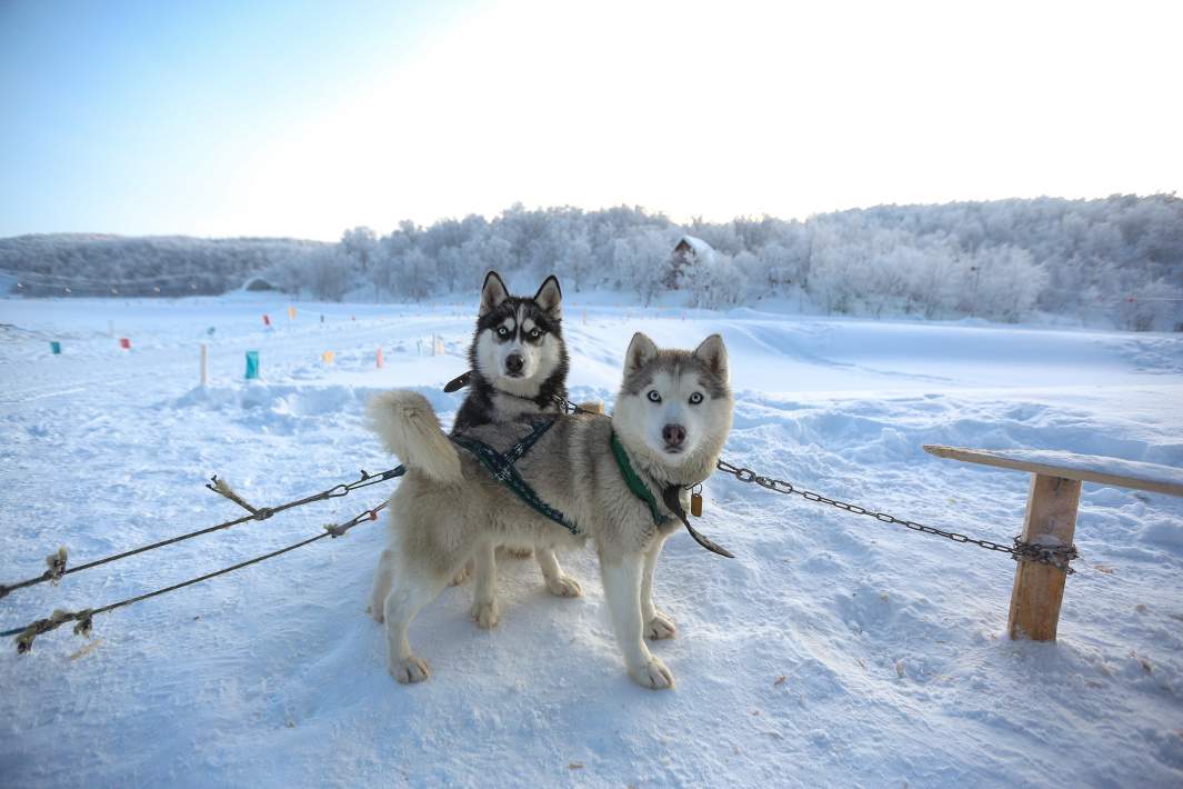 Ездовые собаки породы сибирский хаски в туристическом парке