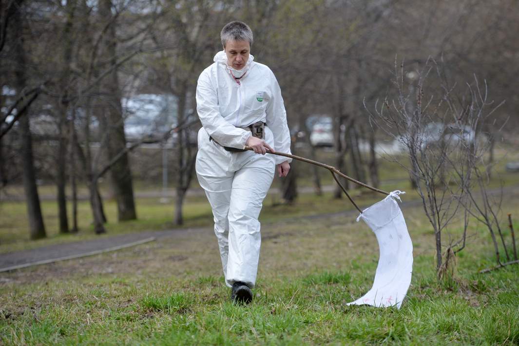 Сотрудница Роспотребнадзора отлавливает клещей для анализа с помощью белого флага в парке