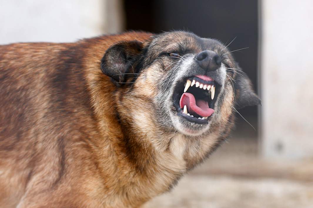 Агрессивная собака