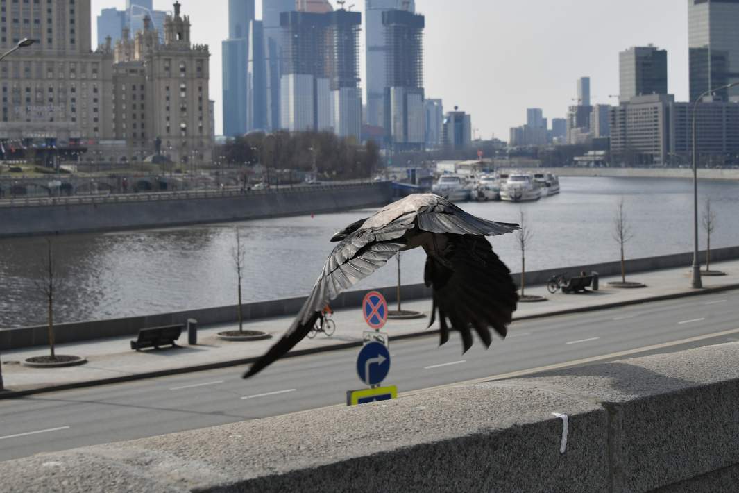 ворона над дорогой