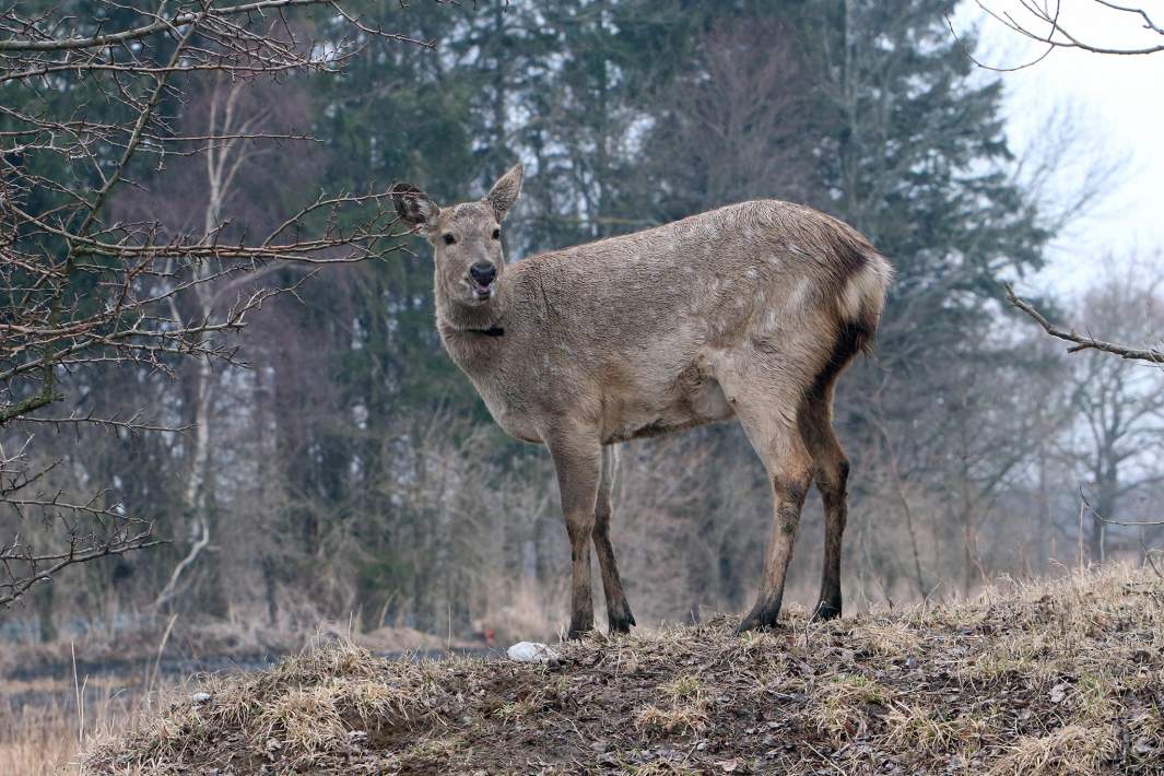 косуля