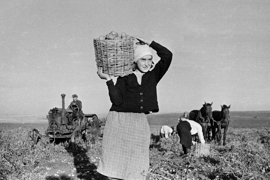 Уборка урожая картофеля на полях. 10 сентября 1943 года