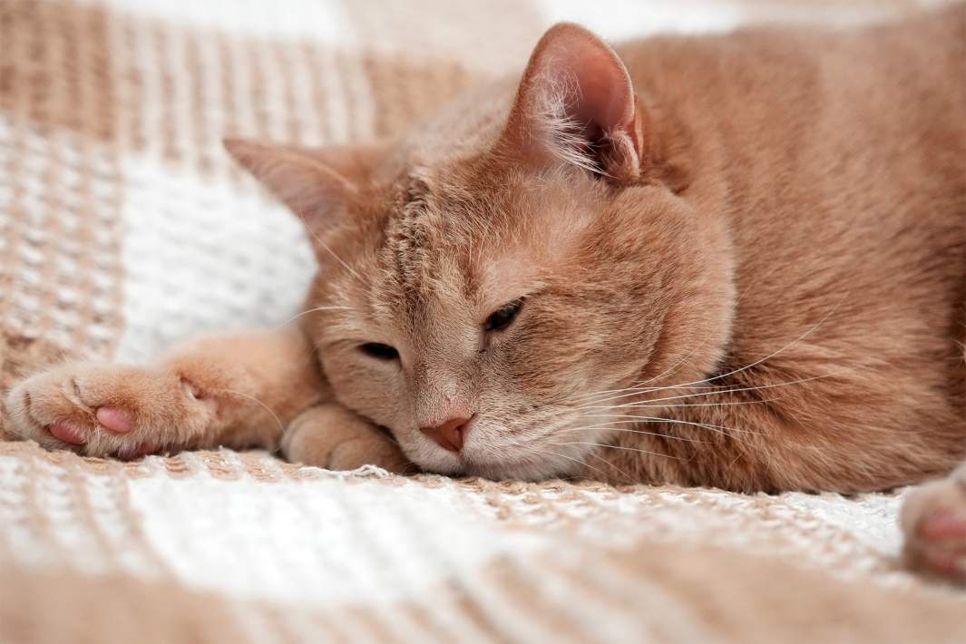 Кошка