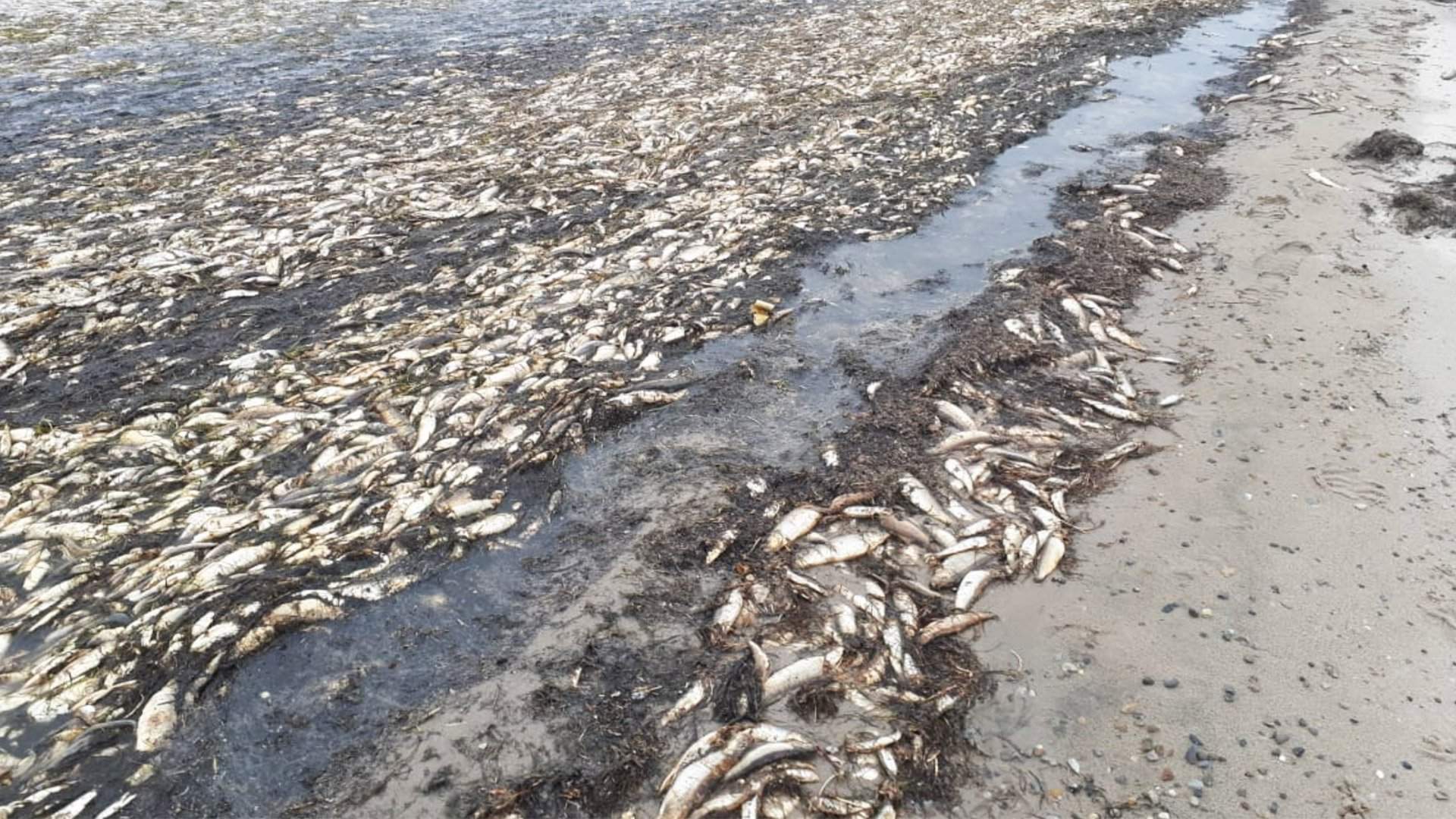 Охотское Море Экологические Проблемы