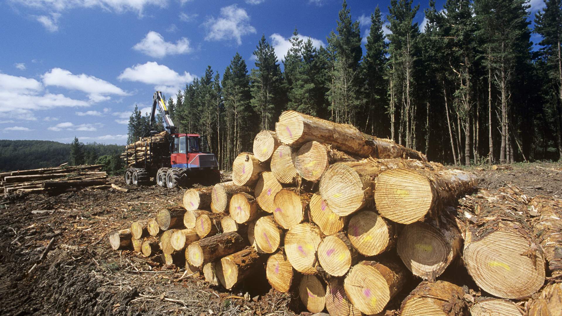 Главное богатство тайги древесина. Лесное хозяйство Швеции. Лесная и деревообрабатывающая промышленность.заготовка древесины. Лесная промышленность Канады. Лесная промышленность Норвегии.