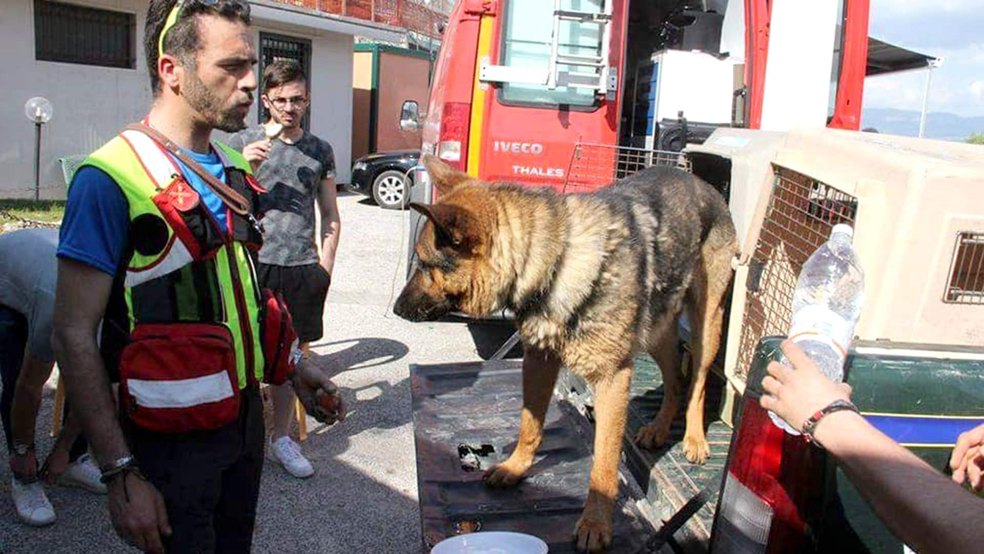 собаки которые спасли жизнь людям