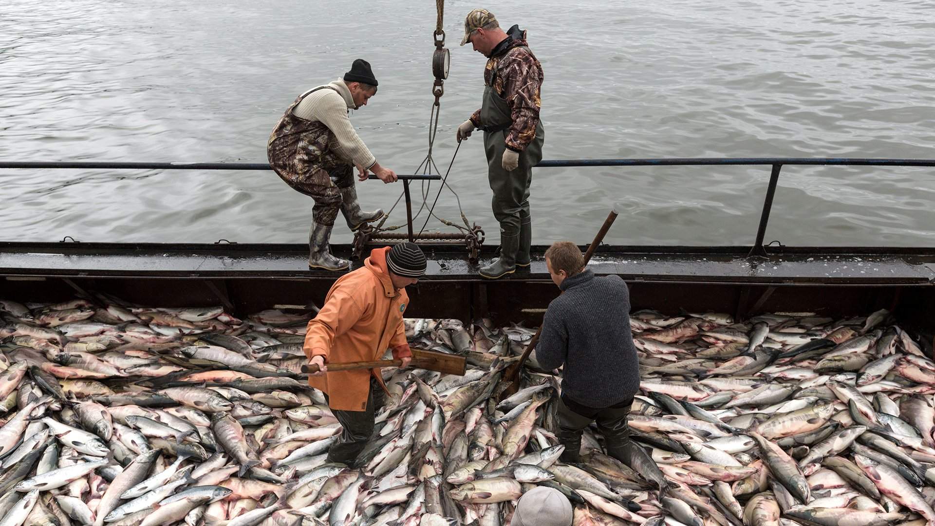 промысел в охотском море