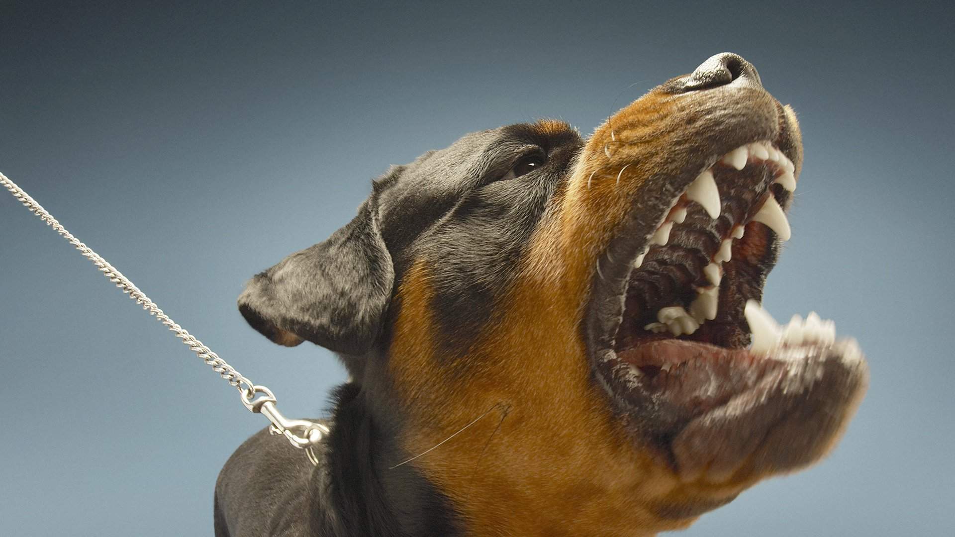 10 фактов о психологии собак, которые вы не знали | paraskevat.ru