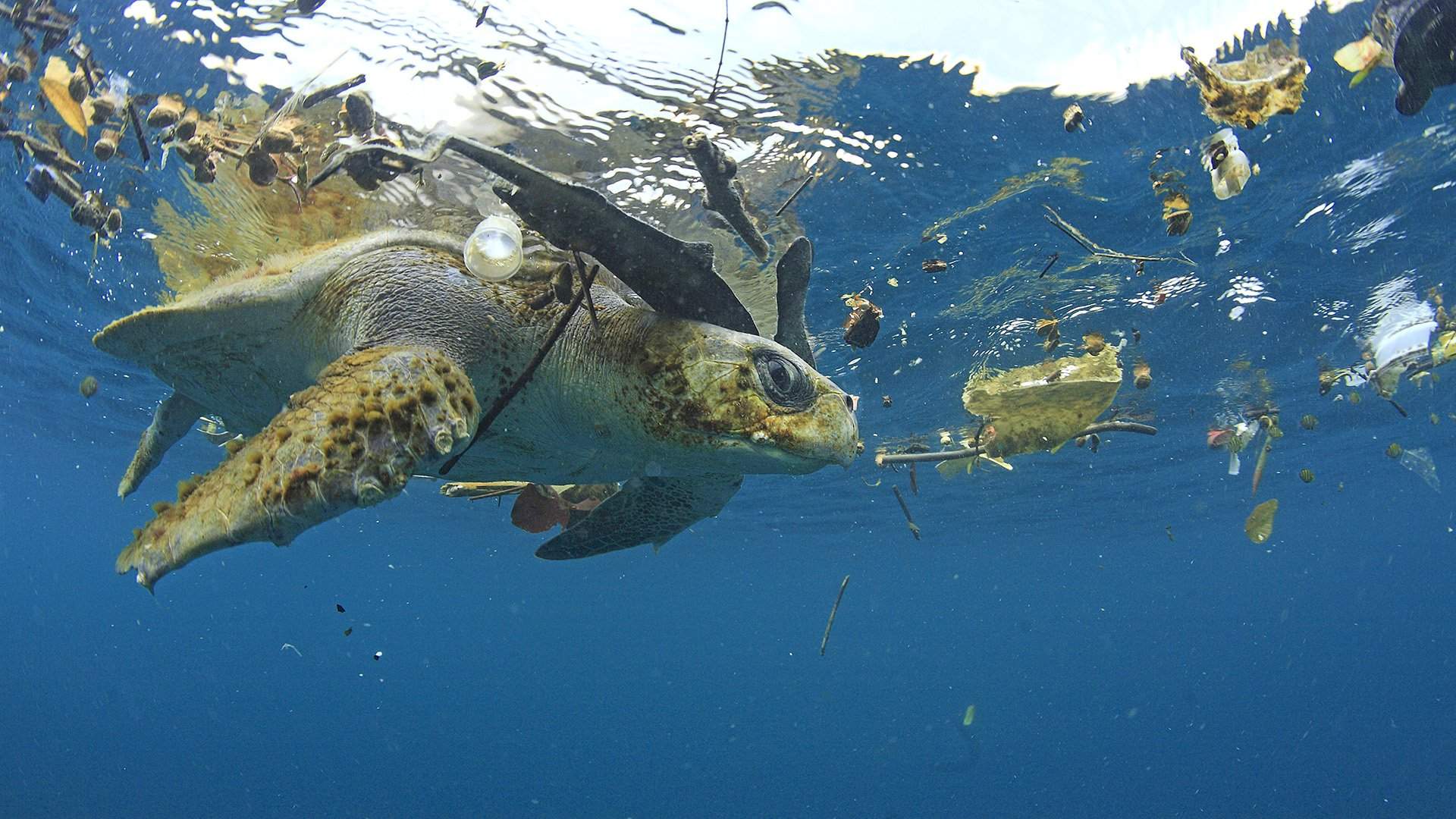 Морские перевозки угля - услуги, стоимость морских перевозок угля