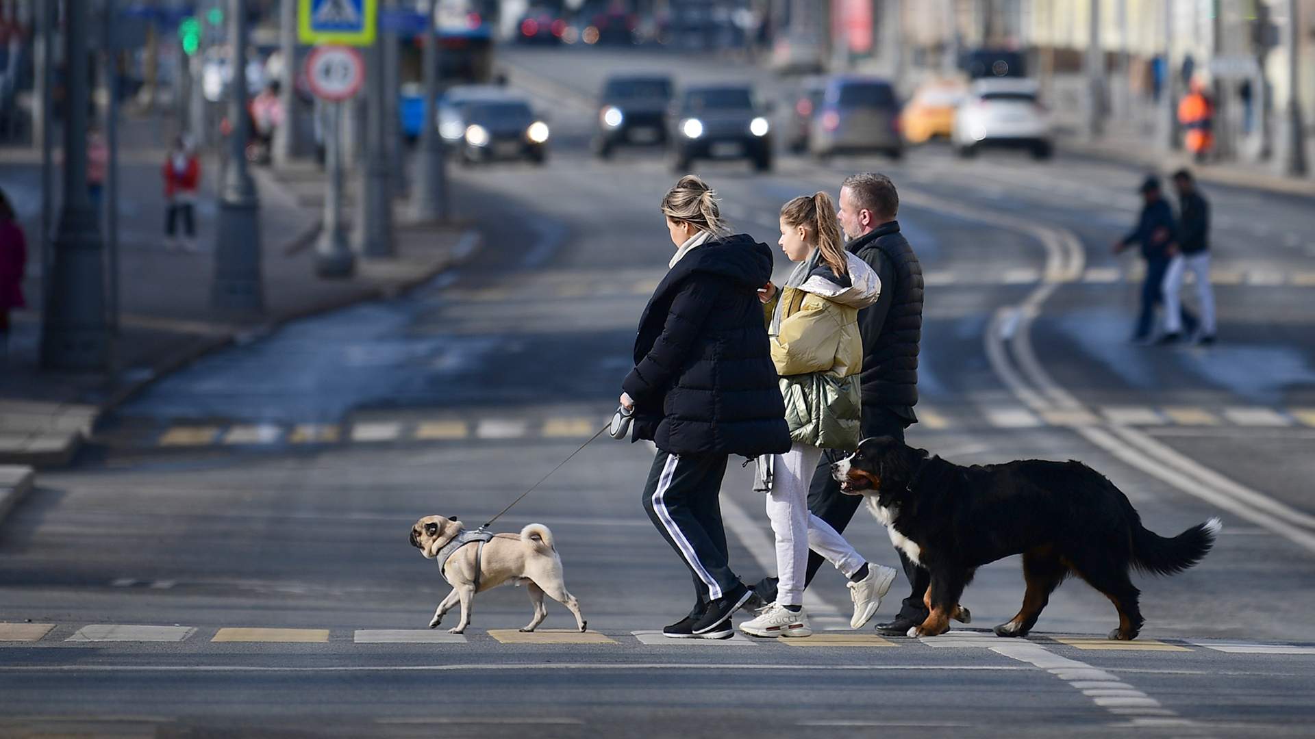 Гулять с собаками москва. Город собак. Прогулка с собакой. Человек гуляет с собакой. Поводок для собак.