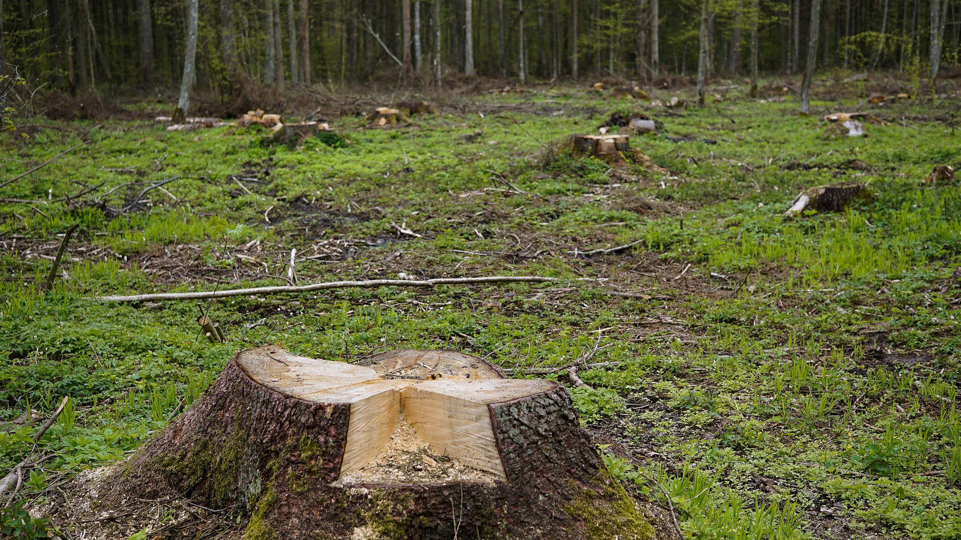 Превышение в лесу: на Алтае завели дело на чиновника Минприроды края |  Статьи | Известия